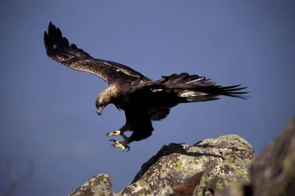 Jake's Place Атесса